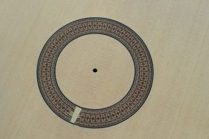 A rosette in a new Engelmann spruce top